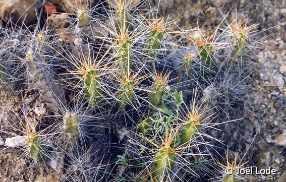 Echinocereus pentalophus ssp. longispinus cf. procumbens Tamaulipas, Mexico JL